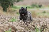 BOUVIER DES FLANDRES 182